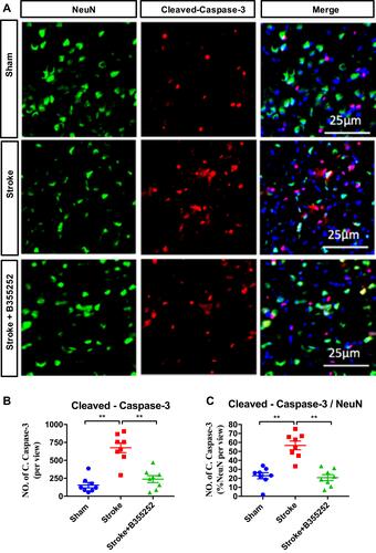 Figure 3 B355252 treatment ameliorates the level of cleaved-caspase-3 in the brain of cerebral ischemia. (A) Immunofluorescent staining for NeuN and cleaved-caspase-3 at PSD 3. (B) Data quantification for total cleaved-caspase-3 number and (C) NeuN and cleaved-caspase-3 double-positive cell number at PSD3. N=6 per group, ** p< 0.01 by one-way ANOVA. Bar: 25 μm.