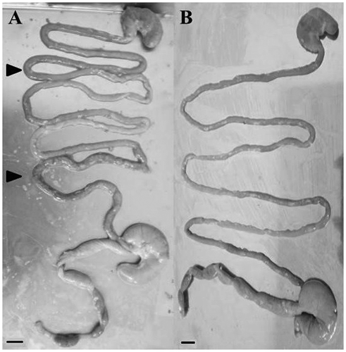 Fig. 3. Representative images of gastrointestinal tracts (14 weeks of age).Note: (A) Gastrointestinal tracts from stressed rats. (B) Gastrointestinal tracts from stress-HEO rats. Intestinal bleeding was observed in stressed rats (arrowhead) but not in stress-HEO rats. Scale bar = 1 cm.