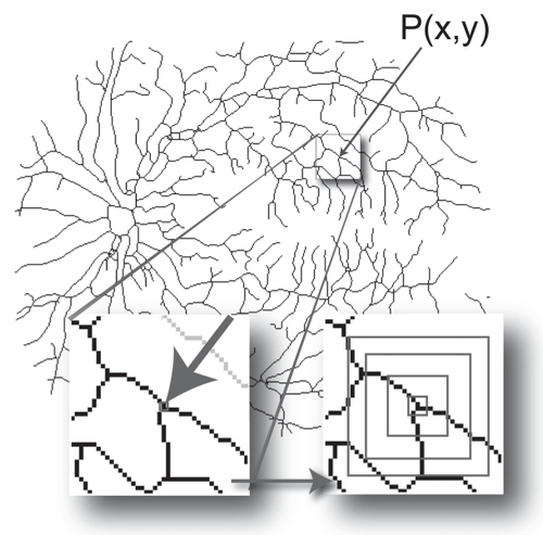 Figure 2 Calculating the local connected fractal dimension (Dconn). Each pixel, P(x, y), that represents part of the vascular tree in a retinal vessel image has an associated local connected set for every distance that can be defined around that pixel. As illustrated at the bottom left of the figure, the local connected set includes only the pixels that can be traced along a continuous path from P(x, y). As illustrated at the bottom right, this set is used to calculate the Dconn at (x, y). The image shows the data gathering process in which concentric squares of decreasing size are laid on the connected set and a local dimension is determined accordingly (see text).