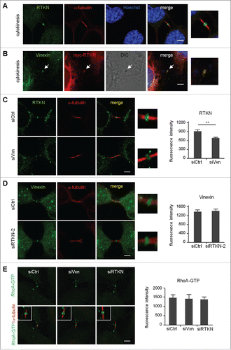 Figure 5. Midbody localization of rhotekin depends on vinexin. (A) Immunostaining of rhotekin (RTKN) and α-tubulin at the midbody of HeLa cells. (B) HeLa cells expressing myc-tagged rhotekin (myc-RTKN) were immunostained with vinexin and myc antibodies. Midbody dense structure observed by DIC microscopy. (C-E) siCtrl, siVxn and siRTKN-2 cells released from mitotic arrest were immunolabeled with the denoted antibodies. The fluorescence intensity of rhotekin, vinexin or RhoA-GTP at the midbody of HeLa cells was quantified from 20 cells per group. Data are mean ± SEM. ** P < 0.01 by Student t test.