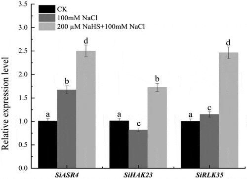 Figure 8. Effects of NaHS on the expression of genes SiASR4, SiHAK23 and SiRPLK35 in leaves of millet seedlings under salt stress. Each value is the mean of three biological replicates, with different lowercase letters indicating significant differences between treatments (P＜.05).
