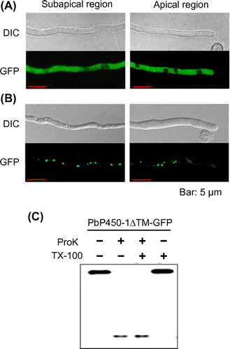 Figure 5. Subcellular localization of PbP450-1 and PbP450-2 mutants lacking the transmembrane domain. Hyphae of PbP450-2∆TM-GFP (A) and PbP450-1∆TM-GFP (B) expressing strains were examined by confocal microscopy. (C) Protease protection assay of Pb450-1∆TM-GFP.
