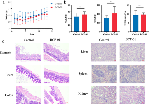 Figure 2. Safety evaluation of gastrogenic W. coagulans BCF-01 in male mice.
