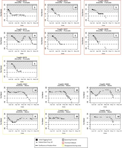 FIGURE 4. Detections at river kilometers (rkm) plotted over time for Alewives per tag identification number (ID) and sex. Posttagging behavior metrics for each individual fish are H = Hesitant, M = Motivated, or S = Spawning. Detections below rkm 0 are from receivers deployed in New York Harbor and along the south shore of Long Island.