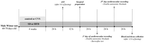 Figure 1. Experimental design. CVS: chronic variable stress; HFD: high-fat diet; ITT: insulin tolerance test; SD: standard chow diet.