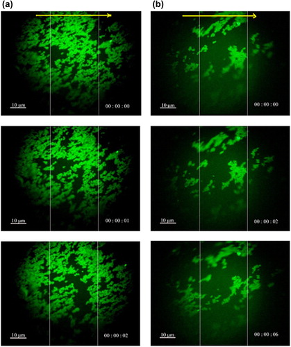 Figure 7. Fluorescence microscopy images of (a) FMNPs, and (b) FMNPs-BSA moving due to the application of the external magnetic field; the yellow arrow indicated the direction of the external magnetic field.