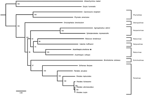 Figure 1. Phylogenetic relationship of 18 assassin bugs inferred from ML analysis of the 13 protein-coding genes and two rRNAs genes (12,697bp). Phylogenetic tree was generated from maximum likelihood analysis by IQ-TREE 1.6.5 (Trifinopoulos et al. Citation2016), under the GTR + I + G model. The nodal values indicate the bootstrap percentages obtained with 1000 replicates.