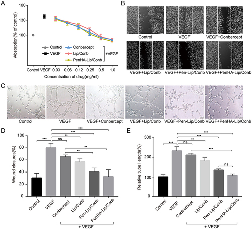 Figure 5 In vitro anti-angiogenic ability of drug-loaded liposomes under the induction of VEGF. (A) Proliferation curves of HUVEC cells treated by different conbercept formulations (n = 3). (B) Representative images of wound healing in HUVEC cells treated by different conbercept formulations (scale bar = 100 μm). (C) Representative images of tube formation in HUVEC cells treated by different conbercept formulations for 4 h (scale bar = 50 μm). (D) Quantitative analysis of wound closure in different groups after cell scratch (n = 3). (E) Quantitative analysis of relative tube length in different groups when compared with the control group (n = 3). Data analyzed by ordinary one-way ANOVA. **p< 0.01, ***p<0.001.