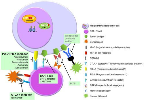 Figure 4 Overview of immunotherapy in pediatric MRT.