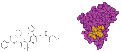Figure 1 BOC, a ketoamide inhibitor of the HCV NS3 protease.