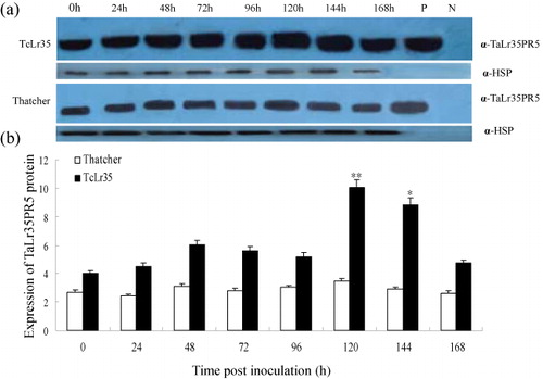 Figure 7. Accumulation of TaLr35PR5 protein in compatible (Thatcher) and incompatible (TcLr35) leaves infected by the avirulent P. triticina isolate 07-10-426-1 at different times post-inoculation. A: Western blot was probed with the TaLr35PR5 antibody. The purified TaLr35PR5 protein was used as a positive control. Plasmid pEASY was used as a negative control. Heat shock protein (HSP) was taken as the loading control. B: Plot of average and standard deviation among three repeats of WB analysis. The y-axis indicates the amount of TaLr35PR5 protein level normalized to the HSP and express relative to that of noninoculated control, and the x-axis indicates sampling times. **p < 0.01, *p < 0.05, n = 3.