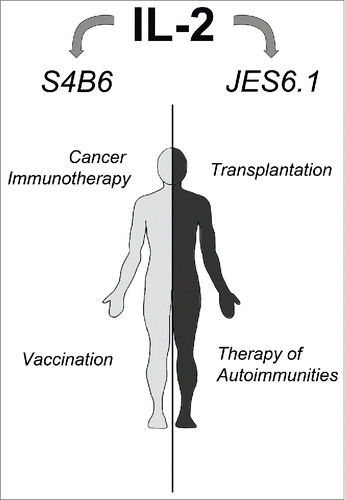 Figure 2. IL-2 complexed with S4B6 or JES6.1 possesses a potential to be used for therapy of various diseases. IL-2 complexed with S4B6 enormously expands effector immune cells and demonstrates significant potential in cancer immunotherapy and potentiation of vaccination (left part). IL-2 complexed with JES6.1 dramatically expands Treg cells and show promising potential to increase transplantation success rate and to treat auto-immune diseases.