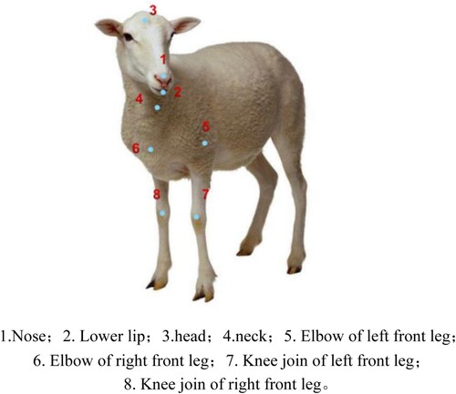 Figure 14. Improved selection of the sheep’s keypoints. 1. Nose; 2. Lower lip; 3. head; 4. neck; 5. The elbow of the left front leg; 6. The elbow of the right front leg; 7. The knee joint of the left front leg; 8. The knee joint of the right front leg.