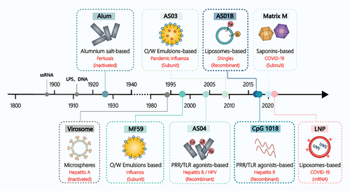 Figure 1. Overview of the main adjuvant types used in licensed human vaccines. Note: The figure illustrates various adjuvants, including ssRNA (Single-Stranded Ribonucleic Acid), LPS (Lipopolysaccharide), O/W (oil-in-water) emulsions, AS (Adjuvant System; examples are AS01B, AS03, AS04), PRR (Pattern Recognition Receptor), TLR (Toll-like Receptor), and LNP (Lipid Nanoparticle).