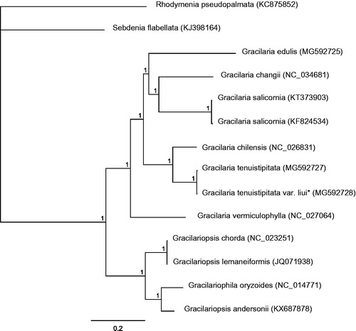 Figure 1. Phylogenetic tree (Bayesian inference) based on complete mitogenomes of Gracilariaceae. Support values for each node were calculated from Bayesian posterior probability (BPP). Asterisks following species names indicate newly determined mitogenomes.