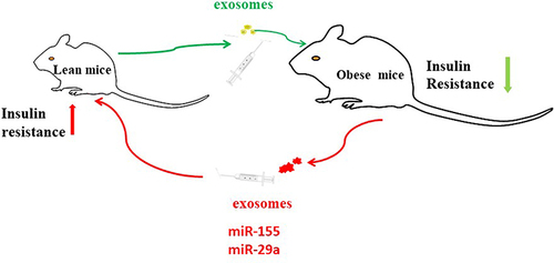Figure 5 MiR-155 is one of the miRNAs overexpressed in obese ATM Exos, miR-29a increased in obese ATMs derived exosomes. Administration of obese ATMs-Exos impairs insulin sensitivity of lean mice.