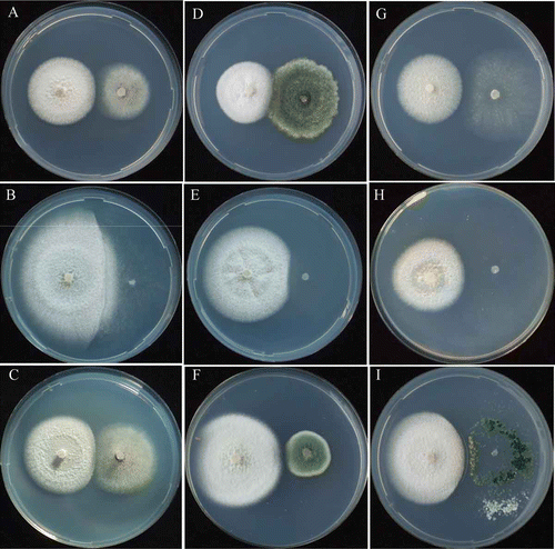 Figure 4. Mycelial interactions between Lyophyllum tylicolor and non-ammonia fungi. L. tylicolor /Asp. niger at pH 5.5 (A) urea, 12th day; (B) NO2-N, 18th day; (C) NO3-N, 12th day. L. tylicolor/P. citrinum at pH 5.5 (D) urea, 9th day; (E) NO2-N, 18th day, (F) NO3-N, 12th day. L. tylicolor/T. viride at pH 5.5 (G) urea, 12th day; (H) NO2-N, 18th day; (I) NO3-N 12th day.