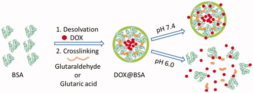 Figure 1. Schematic illustration of fabrication of pH-responsive DOXs@BSA NPs with pH-triggered drug release profile.
