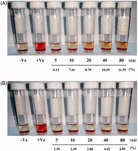 Figure 6. Micrograph of human RBCs showing percentage of blood haemolysis on incubation with different concentrations of (A) original pure chrysin and (B) modified nanochrysin loaded in PLGA-PVA.