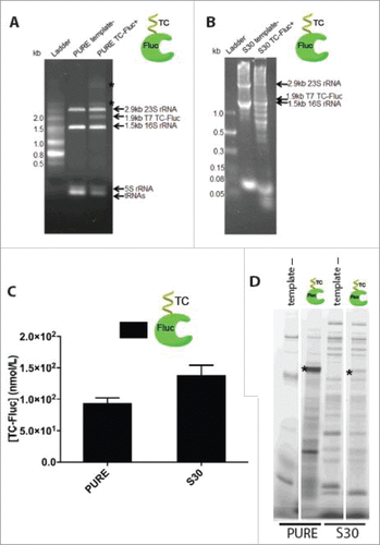 Figure 1. Compare PURE system transcription and translation with RTS 100 E. coli HY S30 system. (A) RNA denaturing gel of PURE reaction transcribing TC-Fluc mRNA. PURE system with no plasmid template and plasmid encoding TC-Fluc were incubated at 37°C for 2 h. Total RNA were purified by phenol/chloroform extraction and isopropanol precipitation from equal volumes of the 2 reactions and then run on lane 2 and 3, respectively. (B) RNA denaturing gel of RTS 100 E. coli HY S30 system transcribing TC-Fluc mRNA. RTS reactions with no plasmid template and plasmid encoding TC-Fluc were incubated at 30°C for 6 h. Total RNAs were purified by phenol/chloroform extraction and isopropanol precipitation from equal volumes of the 2 reactions and then run on lane 2 and 3, respectively. (C) Assessment of functional TC-Fluc translated in PURE and RTS 100 E. coli HY S30 systems. Equal volume aliquots were taken for luciferase assay to measure the actual amount of functional TC-Fluc produced. Values represent averages and error bars are ± standard deviations, with n = 3. (D) Assessment of full-length TC-Fluc produced in PURE and RTS 100 E. coli HY S30 systems. TC-Fluc synthesized in (C)were incubated with FlAsH-EDT2 biarsenical labeling reagent and analyzed on a SDS-PAGE. The gel was scanned by a typhoon scanner with filter set (508nmEx/528nmEm). Asterisk * indicates full-length product.