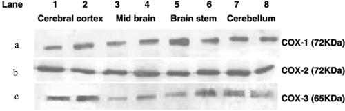 Figure 3. Western blotting analysis of COX isoenzyme proteins expression in different regions of mouse brains. Western blots for COX-1 (panel A), COX-2 (panel B) and COX-3 (panel C) from different brain regions of C57Bl/6 mice. Lanes 1 and 2 = cerebral cortex; lanes 3 and 4 = midbrain; lanes 5 and 6 = brain stem; lanes 7 and 8 = cerebellum. Reproduced from Ayoub et al. 2006 [Citation23]