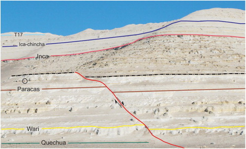 Figure 8. Panoramic view of the eastern side of Cerro Colorado (14°20′38″S-75°53′50″W) showing one of the small-displacement normal faults in the area offsetting some of the main marker beds (coloured lines), and the intraformational unconformity (black dot-dashed line). View is to the southwest. Circled person for scale.