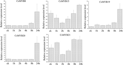 Figure 5. Relative expression level of the five CsMYB genes under high temperature treatment.