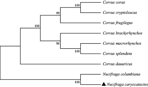 Figure 1. Phylogenetic tree generated using the maximum likelihood method based on complete mitochondrial genomes of nine species in Passeriformes: Corvidae. GenBank accession numbers: Corvus corax (KX245137.1), Corvus cryptoleucus (NC_034839.1), Corvus frugilegus (Y18522.2), Corvus brachyrhynchos (KP403809.1), Corvus macrorhynchos (MN069302.1), Corvus splendens (KP019937.1), Corvus dauuricus (NC_046029.1), Nucifraga columbiana (KF509923.1), and Nucifraga caryocatactes (This study).