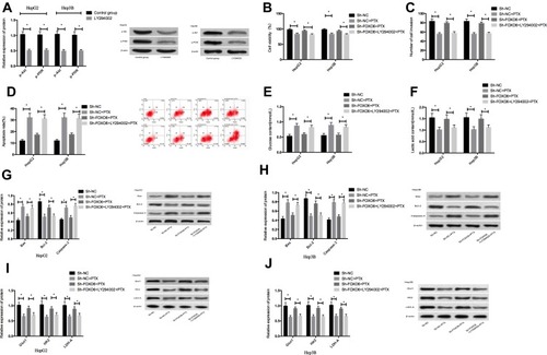 Figure 6 Effects of inhibiting PI3K/Akt signaling pathway on HCC cells after FOXO6 knockdown. (A) Expression of p-Akt and p-PI3K proteins in HCC cells after inhibiting the PI3K/Akt signaling pathway. (B) Comparison of cell viability. (C) Comparison of cell invasiveness. (D) Comparison of apoptotic rates. (E) Comparison of glucose content in the culture medium. (F) Comparison of lactic acid content in the culture medium. (G) Expression of apoptosis-related proteins in HepG2 cells. (H) Expression of apoptosis-related proteins in Hep3B cells. (I) Expression of glycolysis-related proteins in HepG2 cells. (J) Expression of glycolysis-related proteins in Hep3B cells. *Indicates P<0.05.