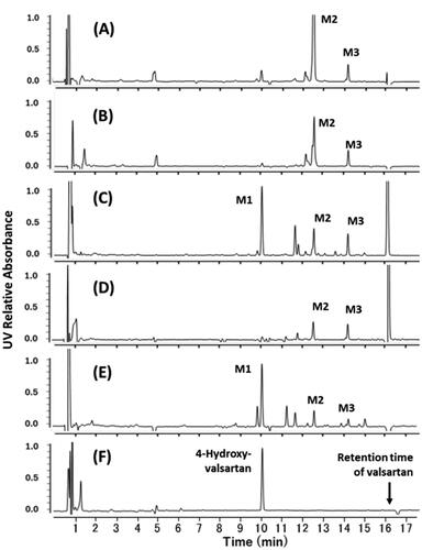 Figure 4. Differential HPLC-UV chromatograms of in vitro incubation mixtures of valsartan and isolated hepatocytes from rats (A), dogs (B), a marmoset (C), cynomolgus monkeys (D), and a human donor (E) (chromatograms at 0 h were subtracted from those at 4 h). Synthesised 4-hydroxyvalsartan (a racemic mixture) was analysed under the same HPLC conditions (F). M1, 4-hydroxyvalsartan; M2 and M3, valsartan glucuronides.