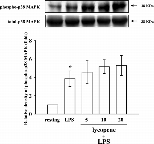 Figure 6  Effect of lycopene on p38 MAPK phosphorylation in LPS-activated microglia. Microglia (5 × 105 cells/mL) were treated with various concentrations of lycopene (5, 10, and 20 μ M) or an isovolumetric solvent control (0.1% DMSO) for 30 min, followed by the addition of LPS (100 ng/mL). p38 MAPK phosphorylation was determined by Western blotting with a monoclonal antibody that recognizes only phosphorylated p38 MAPK. Data are presented as the means ± SEM. (n = 3). * p < 0.05 compared with the resting group.