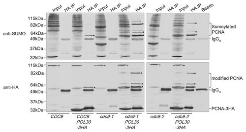 Figure 2 PCNA is sumoylated in cdc9 mutants. Wild-type (CDC9) and cdc9 mutants (cdc9-1 and cdc9-2) expressing PCNA-3HA were grown asynchronously at 25°C and shifted to 35°C for 3 hours. Whole-cell extracts were immunoprecipitated with anti-HA conjugated agarose beads (Sigma). Both unmodified and modified PCNA was detected with an anti-HA antibody (Covance, 16B12). Sumoylated PCNA was detected with an anti-SUMO antibody (gift from Xiaolan Zhao, Memorial Sloan-Kettering Cancer Center). The black dots mark prominent sumoylated PCNA bands. IgGH indicates the immunoglobulin heavy chain. Mono-ubiquitinated PCNA is visible in darker exposures around 42kDa in cdc9 mutants with HA-tagged PCNA (only visible as a faint band in this exposure). cdc9-1 is a more stringent allele than cdc9-2,Citation12 and thus sumoylation of PCNA is more prominent in this mutant.