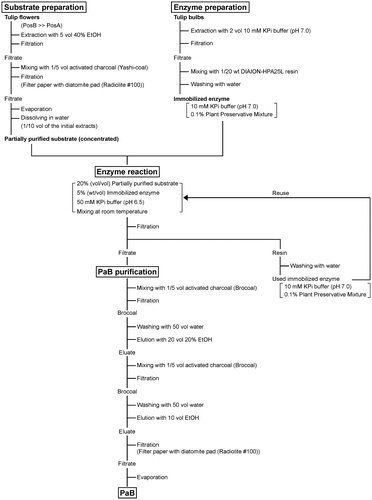 Fig. 6. Schematic representation of the PaB purification process developed in this study.