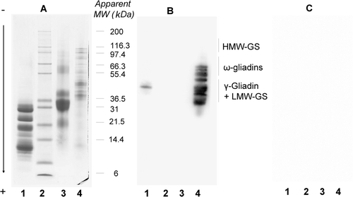 Figure 5.  Reactivity of rabbit anti-prolamin serum on wheat and milk protein extracts. Ethanol-soluble milk proteins (lane 1), molecular weight marker (lane 2), total milk proteins (lane 3) and total wheat proteins (lane 4) were separated using SDS-PAGE and stained with Coomassie brilliant blue (panel A) or blotted on PVDF and immuno-probed with a rabbit anti42 prolamin serum (panel B) or without a control (panel C) as described in the material and methods. Reactions were recorded using the SuperSignal West Dura Extended Duration® 43 substrate.