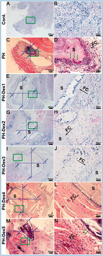 Figure 8. Histological response and grading of two scaffolds after 4-week subcutaneous implantation. (A,B) Cont. group, (C,D) PH group, (E,F) PH-Dex1 group, (G,H) PH-Dex2 group, (I,J) PH-Dex3 group, (K,L) PH-Dex4 group, (M,N) PH-Dex5 group. The right column of images (B,D,F,H,J,L,N) are the enlarged images of green rectangle box in the left column, of images (A,C,E,G,I,K,M). Green arrow: infiltrated macrophage. Black arrow: indicating fibrous capsule wall. FC: Fibrous capsule wall. S: scaffold remnants. Blue arrow: indicating area for evaluating histological response and grading.