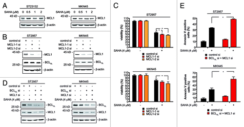 Figure 2. MCL1 restricts SAHA efficacy of gastric cancer cells. (A) ST23132 and MKN45 cells were treated for 24 h with increasing doses SAHA as indicated or left as vehicle treated controls. Western blots detected expression of MCL1 and β-actin (loading control). (B) ST2957 and MKN45 cells were transfected with the indicated siRNAs. Forty-eight hours after transfection whole-cell lysates were prepared and western blots detected expression of MCL1, BCLXL and β-actin (loading control). (C) ST2957 and MKN45 cells were transfected with the indicated siRNAs. 48 h after the transfection cells were treated with SAHA as indicated for additional 24 h. Viability of cells was measured in MTT assays and viability of vehicle treated controls were arbitrary set to 100% in order to compare the SAHA responses within each siRNA condition. Data are presented as mean and standard error of the mean (S.E.M). (D) ST2957 and MKN45 cells were transfected with the indicated siRNAs. For MCL1, the MCL1–1 siRNA was used. siRNA amount was kept constant using control siRNA. Forty-eight hours after transfection cells were treated with SAHA for additional 24 h as indicated or were left as untreated controls. Western blots detected expression of MCL1, BCLXL and β-actin (loading control). (E) ST2957 and MKN45 cells were transfected with the indicated siRNAs. For MCL1, the MCL1–1 siRNA was used. siRNA amount was kept constant using control siRNA. Forty-eight hours after transfection cells were treated with SAHA for additional 24 h as indicated or were left as untreated controls. Cells were stained with Propidium iodide (PI) and FITC-labeled anti-Annexin V. Depicted is the Annexin V positive fraction (early apoptosis = Annexin V+/PI- and late apoptosis = Annexin V+/PI+). (Student’s t-test: * p < 0.05 vs. controls).