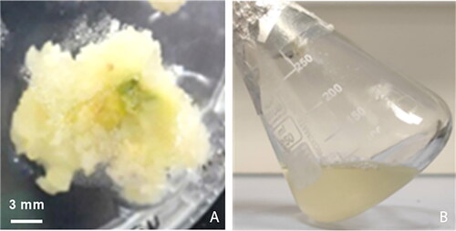 Figure 1. Actively growing callus (A) and homogeneous cell suspension cultures (B) of Kalınkara hazelnut on the 30th day of cultivation in MS medium supplemented with 2 mg L−1 2,4-D and 0.2 mg L−1 BAP.