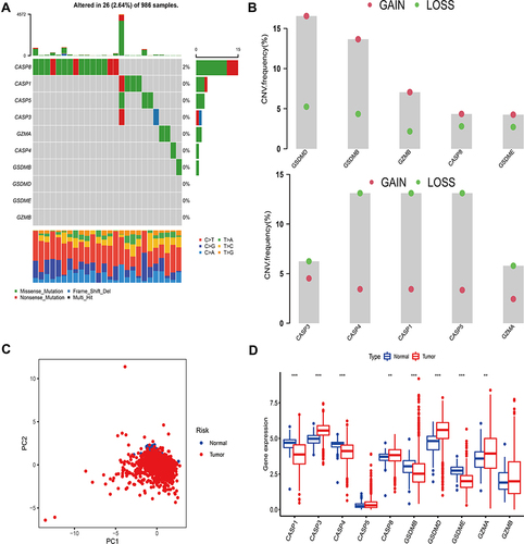 Figure 1 Landscape of genetic and transcriptomic variation of pyroptosis-related regulators in breast cancer. (A) 26 of the 986 BC patients experienced genetic alterations of 10 PRRs, with a frequency of 2.64%, mostly including missense mutation and nonsense mutation. (B) The CNV frequency of 10 PRRs was prevalent. The column represented the alteration frequency. The deletion frequency, green dot; The amplification frequency, pink dot. (C) PCA of 10 PRRs to distinguish BC from normal samples. (D) The difference of mRNA expression levels of 10 PRRs between BC and normal samples. The asterisks represented the statistical P-value (**P < 0.01; ***P < 0.001).