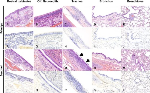 Figure 4. Histological lesions and SARS-CoV-2 antigen distribution in the upper and lower respiratory tract of principal infected and sentinel white-tailed deer at 18 DPC. Rostral turbinates (A, F, K, P), olfactory neuroepithelium (B, G, L, Q), trachea (C, H, M, R), bronchus (D, I, N, S) and bronchioles (E, J, O, T). In principal infected deer, few lymphocytes were noted in the lamina propria of the rostral turbinates (A). The olfactory neuroepithelium was histologically unremarkable (B), and the tracheal and bronchial lamina propria were occasionally infiltrated by either dispersed or aggregates of mononuclear cells (C, D), which also encircled few bronchioles and pulmonary vessels (E). In sentinel deer, the lamina propria of rostral turbinates and sporadically subjacent to the olfactory neuroepithelium were infiltrated by mild numbers of lymphocytes and plasma cells (K, L). There was segmental erosive tracheitis with epithelial attenuation and necrosis, and intense lymphoplasmacytic and neutrophilic inflammation (M, arrows). Few mononuclear cells were noted delimiting bronchi, bronchioles and pulmonary vessels (N, O). No viral antigen was detected in respiratory tract tissues of principal infected (F–J) and sentinel (P–T) deer at 18 DPC. H&E and Fast Red, 100× total magnification.