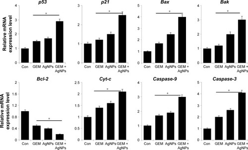 Figure 8 The effect of combined treatment with GEM and AgNPs on the expression of proapoptotic and antiapoptotic genes.Notes: Relative mRNA expression was analyzed using qRT-PCR in human ovarian cancer cells after treatment with GEM (50 nM), AgNPs (50 nM), or a combination of GEM (50 nM) and AgNPs (50 nM), for 24 h. The results are expressed as the mean ± standard deviation of three separate experiments. Differences between the treated and control groups were measured using Student’s t-test. Statistically significant differences between the treated and control group are indicated by (*P<0.05).Abbreviations: AgNP, silver nanoparticle; Con, control; GEM, gemcitabine; qRT-PCR, quantitative reverse transcriptase polymerase chain reaction.