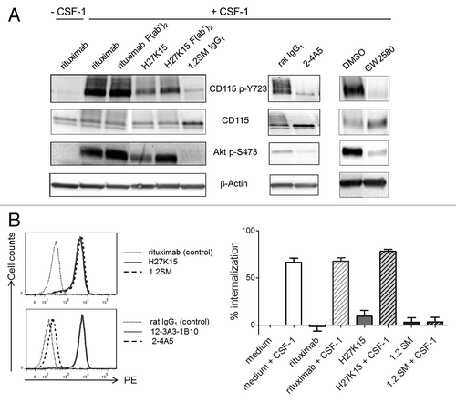 Figure 2. Effects of anti-CD115 mAbs on CSF-1-dependent signal transduction and receptor trafficking. (A) Effects on CD115-mediated signal transduction in AML5 cells. CSF1-deprived AML5 were treated with the indicated anti-CD115 mAbs, isotype controls, the TK inhibitor GW2580 or vehicle (DMSO) during 1h at 37°C. Cells were then stimulated for 3 min at 37°C with CSF-1 (100 ng/ml) and cell lysates were subjected to western blotting with anti-phospho-Tyr723 CD115, anti-CD115, anti-phospho-Ser473 Akt. Membranes were also probed with the anti-β actin antibody as a loading control. The results shown are representative from at least two independent experiments. (B) Effects on CSF-1-dependent CD115 internalization. Left panels: Immunostaining of EL4-CD115 cells with mAbs H27K15, 1.2SM or isotype control rituximab (top panel), or with mAbs 2–4A5, 12–3A3–1B10 or isotype control rat IgG1 (bottom panel). Right panel: CD115 internalization in EL4-CD115 cells stimulated or not with CSF-1 for 30 min in the presence or absence of mAbs. Remaining cell surface CD115 was measured by FC using detection mAb 12–3A3–1B10. Mean percentages of CD115 internalization +/− SD were calculated from 3 independent experiments as described in the Methods.