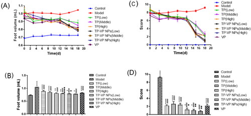 Figure 4. Changes of foot volume and clinical arthritis score during administration (A), (C) and on the last day (B), (D). * Represents p < .05,** represent p < .005, **** represent p < .0001 vs control group; #### represent p < .0001 vs model group; ● represent p < .05, ●● represent p < .005, ●●●● represent p < .0001 vs TP group.