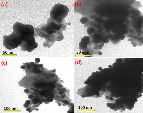 Figure 5 HR-TEM image of AgNPs at different magnifications: (a and b) 50 nm and (c and d) 100 nm of synthesized using M. peregrina leaf extract.