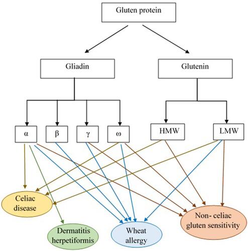Figure 2 Gluten protein components and the role of its subgroups in GRDs pathogenesis. According to the results of studies α and γ-gliadins and glutenin are considered to be CD pathogenic responses eliciting factors. The α-gliadin fraction is also reported as DH immunological response triggering agent. Allergic reactivity to the α-/β-, γ- and ω- gliadin fractions and LMW-GS was observed in WA patients. Moreover, patients with NCGS revealed high levels of IgG antibodies against α-, γ- and ω-gliadin and glutenin.