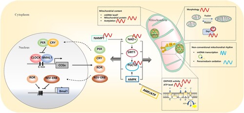 Figure 1. Schematic diagram of the circadian molecular clock and mitochondrial rhythm.The circadian clock consists of transcriptional translational feedback loops involving clock genes and proteins such as CLOCK, BMAL1, PER, and CRY. A secondary feedback loop is established by nuclear receptors such as ROR and REV-ERB, providing additional stability to the circadian oscillator. Circadian rhythm is important for regulating behavioral, physiological, and cellular processes in our bodies, and mitochondria are no exception. Various aspects of mitochondrial content, gene expression, morphology, and function exhibit circadian rhythms. The protein levels and acetylation of mitochondrial genes, as well as mitochondrial morphology and oxidative phosphorylation, are influenced by circadian rhythms. Additionally, there exist mitochondrial rhythms independent of the transcriptional circadian clock, such as the 12-hour ultradian rhythm of mtDNA transcripts and the circadian rhythm of peroxiredoxin oxidation, which regulates redox state even in red blood cells lacking a nucleus. While the circadian molecular clock impacts mitochondrial rhythms, changes in mitochondrial metabolism can retrogradely influence the molecular clock. The circadian clock-driven rhythmic expression of the rate-limiting enzyme NAMPT in NAD+ biosynthesis generates oscillations in NAD+ levels, thereby acting as a mediator regulating the circadian clock and mitochondrial contents and functions through the modulation of expressions such as SIRT1 and PGC1α. Additionally, AMPK functions as a nutrient sensor, connecting mitochondrial OXPHOS and the circadian clock. The reciprocal impact between mitochondrial rhythm and the circadian clock mechanisms is crucial for regulating diverse behaviors and physiological functions within our bodies.