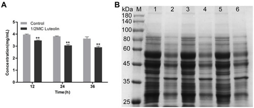 Figure 5 Effect of luteolin on the expression of proteins in T. pyogenes. (A) Changes of total protein content after luteolin treatment. Data are presented as mean (± SD) of three replicates (compared with the control, ** P < 0.01). (B) SDS-PAGE profiles of total cell proteins. M: Molecular weight marker; 1, 3 and 5: T. pyogenes of control group cultured to 12, 24 and 36h, respectively; 2, 4 and 6: T. pyogenes treated with luteolin for 12, 24 and 36h, respectively.
