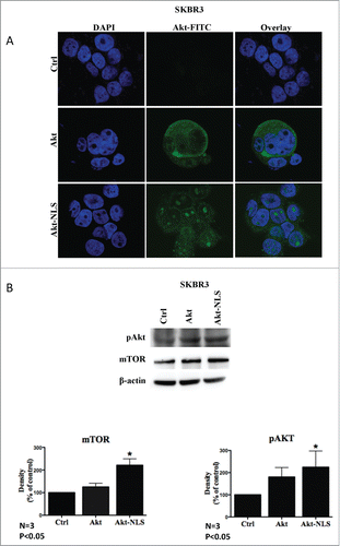 Figure 1. Effect of Akt-WT and Akt-NLS on PI3K-mTOR signaling. (A) Fluorescent images showing nuclear localization of Akt-NLS in cells transfected to express the Akt-NLS construct. Cytoplasmic localization of Akt-WT in cells transfected with empty construct (control). The image data were collected in SKBR3 cells using confocal microscopy. (B) Western blot analysis showing the increased levels of phosphorylated Akt (pAkt) and mTOR in SKBR3 cells. Lower panels show quantitative (densitometric) assessment of the levels of pAkt and mTOR as compared to control * P < 0.05.