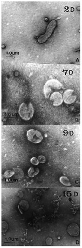 Figure 2. Morphological transformation of H. pylori from spiral to coccoid form under stress conditions. Transmission electron microscopic (TEM) images exhibiting the morphology transformation of H. pylori from its spiral to its coccoid form under stress conditions. H. pylori was cultured on Brucella blood agar with 5% horse serum and antimicrobial agents (10 mg/L vancomycin, 5 mg/L colistin, 5 mg/L trimethoprim and 5 mg/L amphotericin B) for a total of 15 days. On day 2, day 7, day 9, and day 15, its morphology was pictured by TEM: A: Day 2 (2D): bacillary form of H. pylori; B: Day 7 (7D): U-shaped form; C: Day 9 (9D): doughnut shaped form; D: Day 15 (15D): full coccoid form. The scale bar shows 1 μm. This figure is reprinted from reference (Roe et al. Citation1999) with kind permission from the publisher.