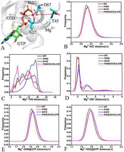 Figure 8. Interactions of magnesium ion with GTP, P-loop, SW I and SW II: (A) geometric information involved in interactions of magnesium ion, (B) the frequency distribution for the distance of Mg2+ away from the oxygen atom OG of S27, (C) the frequency distribution for the distance between Mg2+ and oxygen atom O of T45, (D) the frequency distribution for the distance of Mg2+ away from the mass centre of the oxygen atoms OD1 and OD2 of D67, (E) the frequency distribution for the frequency distribution forthe distance between Mg2+ and the oxygen atom O2B of GTP and (F) the frequency distribution for the distance of Mg2+ away from the oxygen atom O2G of GTP.