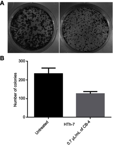 Figure 8 (A and B) Colony formation assay showing significant decrease of HTh-7 cells on treatment with microemulsion CB-4 (clove bud oil: Tween 20 ratio of 1:4; right), as compared to untreated control (left) indicating antiproliferative effect. (*P<0.05 compared with respective control).